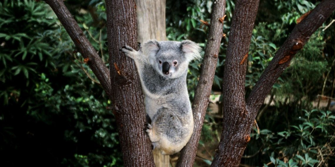 Koalaları korumak için ağaç bölümüne yasak geldi
