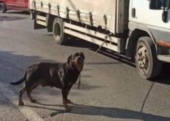 Köpeği kamyonete bağlayan şoföre 4 bin 554 lira ceza