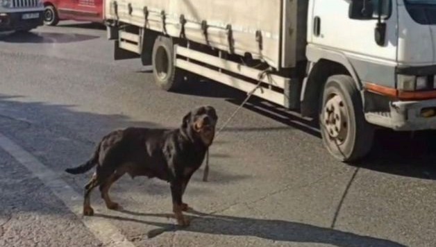 Köpeği kamyonete bağlayan şoföre 4 bin 554 lira ceza