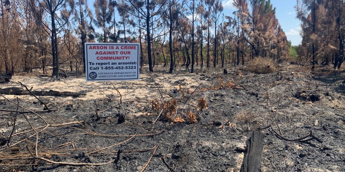 Louisiana’da çıkan orman yangınları kundaklama sonucu çıktı