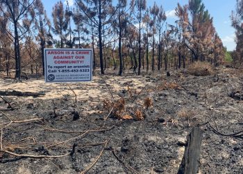 Louisiana’da çıkan orman yangınları kundaklama sonucu çıktı