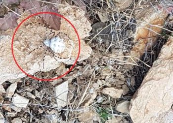 Malatya’da görüldü: Dünyanın en zehirli örümceklerinden