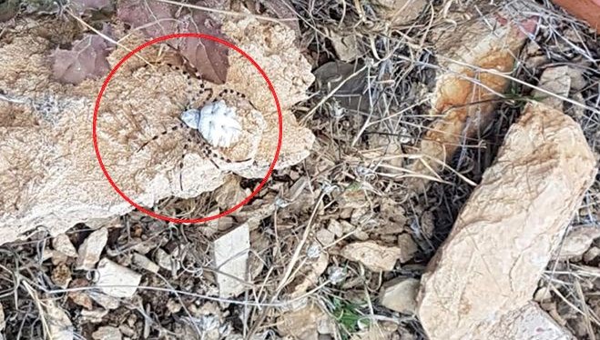 Malatya’da görüldü: Dünyanın en zehirli örümceklerinden