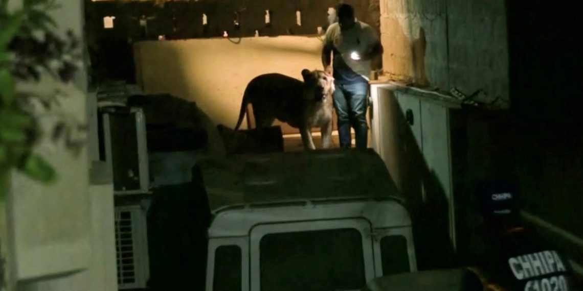 Pakistan’da nakil aracından kaçan aslan paniğe neden oldu