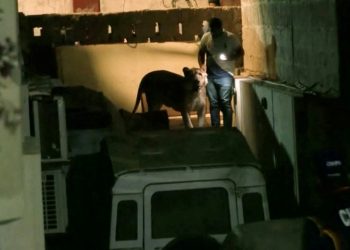 Pakistan’da nakil aracından kaçan aslan paniğe neden oldu