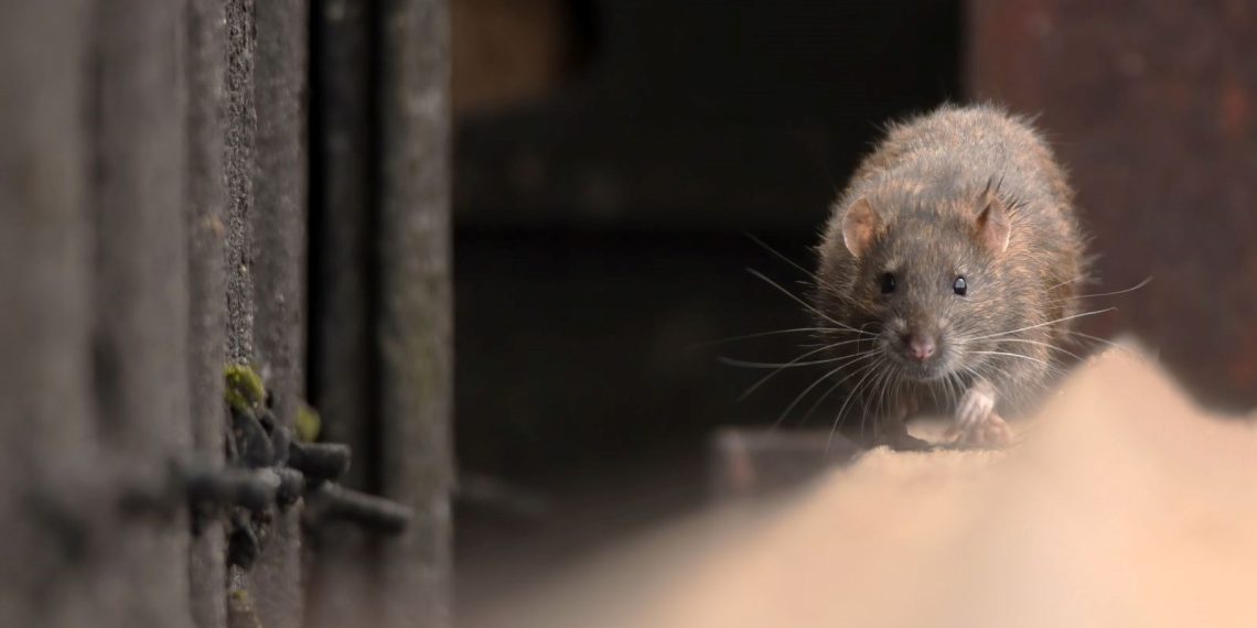 Roma, farelerle gayret ediyor: Yetkililer harekete geçti