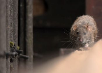 Roma, farelerle gayret ediyor: Yetkililer harekete geçti