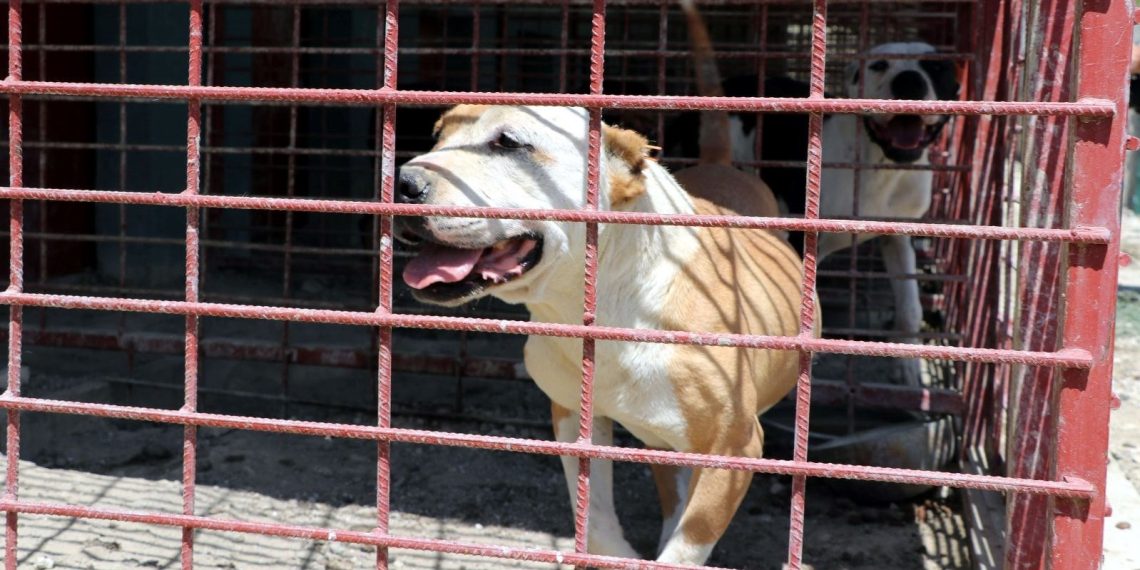 Sahipsiz köpek 5 yaşındaki çocuğu hastanelik etti