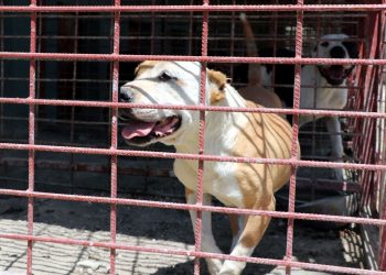 Sahipsiz köpek 5 yaşındaki çocuğu hastanelik etti