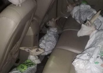 Şanlıurfa’da çuvallara sarılmış halde 4 yaralı ceylan yavrusu ele geçirildi