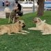 Silivri’de sahipsiz köpeğin saldırısına uğrayan çocuk yüzünden yaralandı