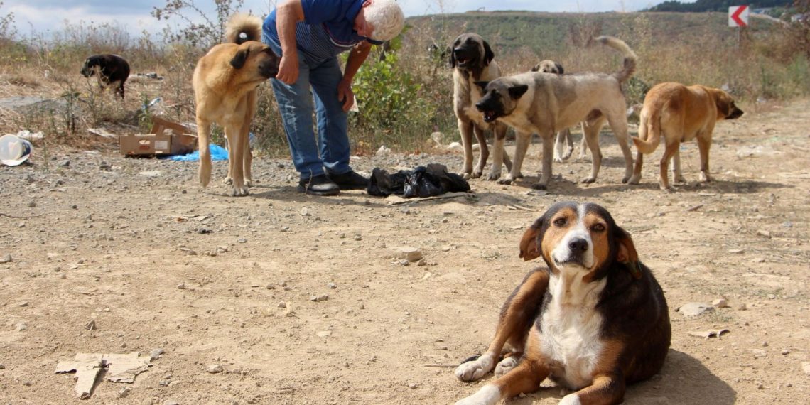 Sokak hayvanlarını besleyen iki bireye dayak