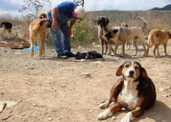 Sokak hayvanlarını besleyen iki bireye dayak