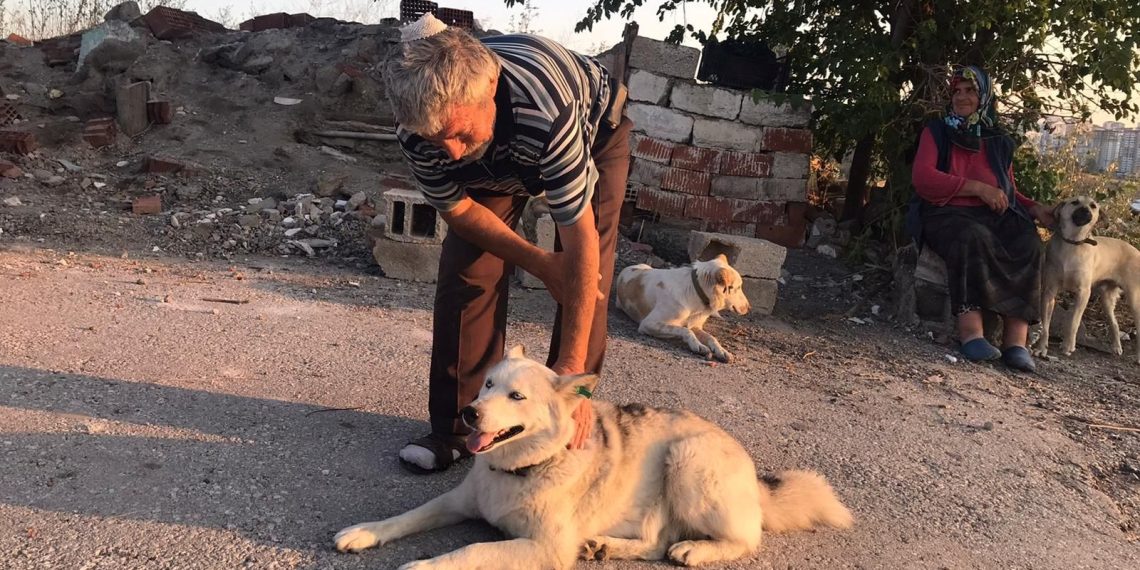 Sokak köpeklerini beslerken başından vuruldu