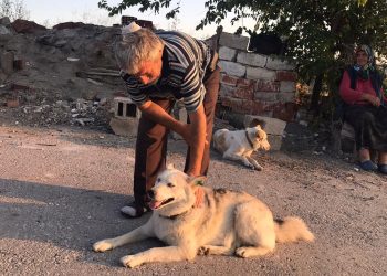 Sokak köpeklerini beslerken başından vuruldu