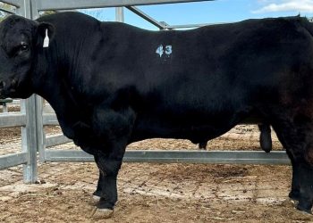 Speckle Park cinsi boğa rekor fiyata satıldı: 956 kilogram tartısında