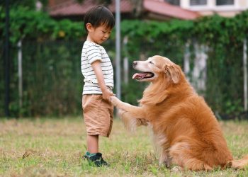 Tayvan’da doğum oranını artırma planı: Bir çocuk yapana bir köpek ikram