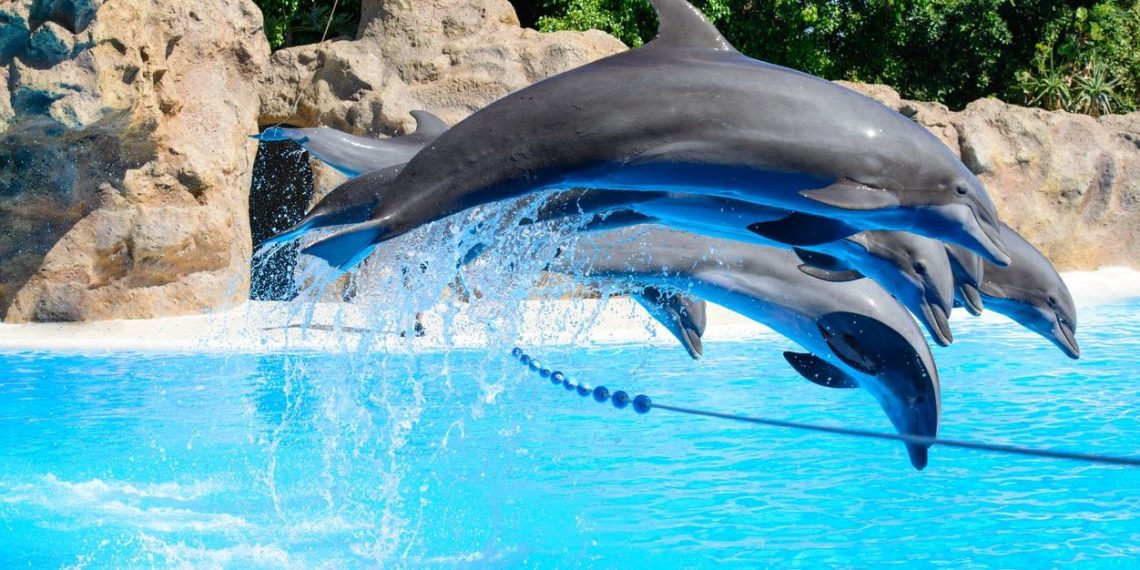 Tema parkında esaret altında tutulan 14 balina ve bir yunus öldü