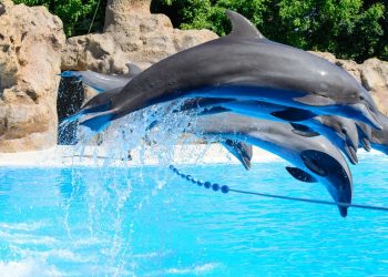 Tema parkında esaret altında tutulan 14 balina ve bir yunus öldü