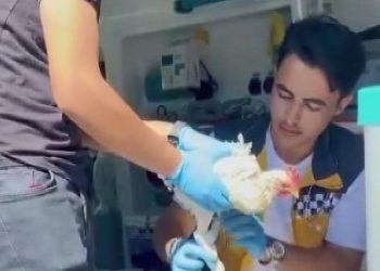 Yaralı tavuğa ambulansta müdahale