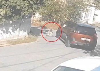 Yol kenarında kedi severken araba ezdi