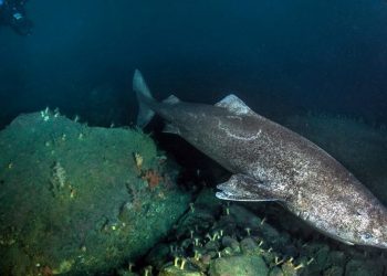 Yüzlerce yıl yaşayan Grönland köpekbalığı Karayip’te ortaya çıktı