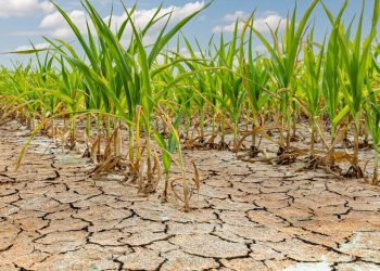 10 bireyden 3’ü kâfi besine ulaşamadı
