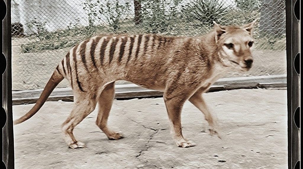 130 yıl evvel jenerasyonu tükenen çeşidin RNA’sı birinci sefer incelendi