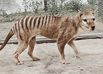 130 yıl evvel jenerasyonu tükenen çeşidin RNA’sı birinci sefer incelendi