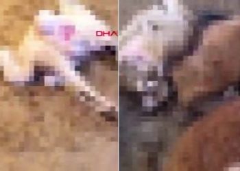 Ağıla giren kurtlar 50 küçükbaş hayvanı öldürdü