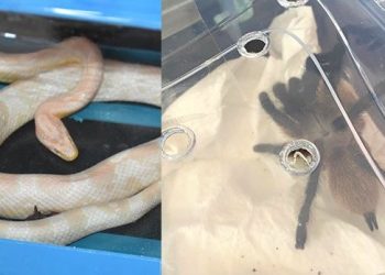 Aksaray’da Mısır yılanı ve tarantula ele geçirildi