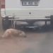 Aracına bağladığı köpeği metrelerce sürekleyerek öldürdü