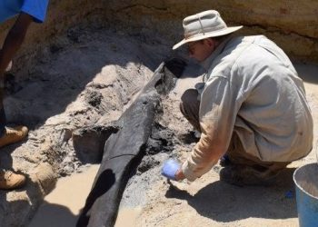 Arkeologlardan heyecanlandıran keşif: Dünyanın en eski ahşap yapısı olabilir