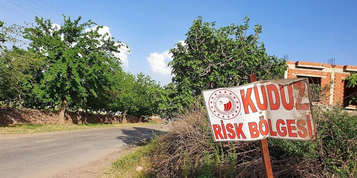 Artvin’de kuduz karantinası