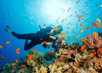 Avustralya’daki Büyük Set Resifi’nde yeni bir kaya balığı çeşidi keşfedildi