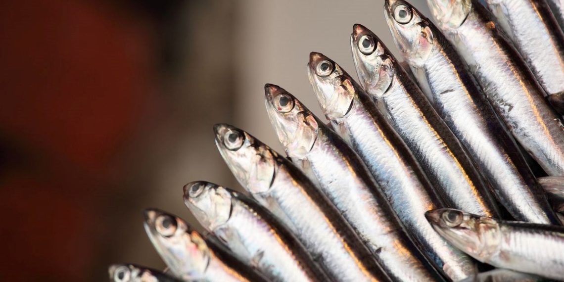 Balıkçılar hamsiyi Karadeniz’de arayacak