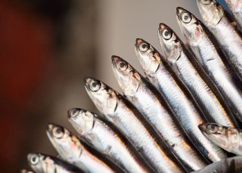 Balıkçılar hamsiyi Karadeniz’de arayacak