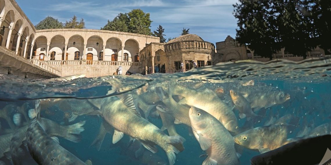 Balıklıgöl nerede? İşte Balıklıgöl efsanesinin detayları