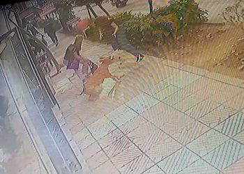 Başıboş pitbull dehşet saçtı