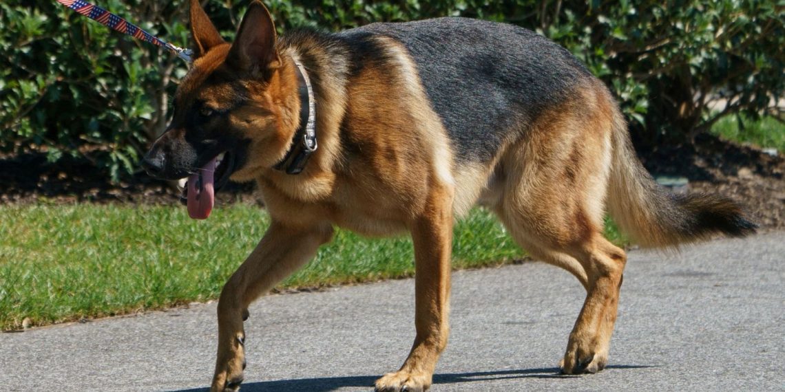 Biden’ın saldırgan köpeği Beyaz Saray’dan uzaklaştırıldı