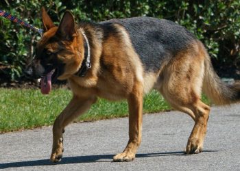 Biden’ın saldırgan köpeği Beyaz Saray’dan uzaklaştırıldı