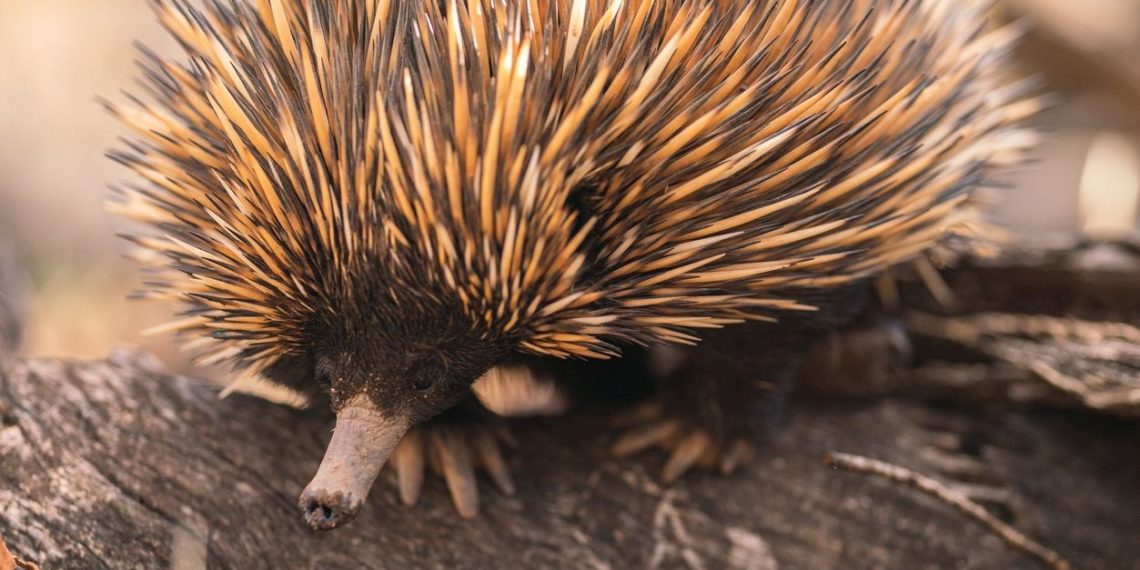 Bilim dünyasında birinci: Kısa gagalı karıncayiyenin sesi kaydedildi
