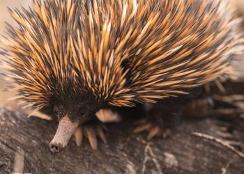 Bilim dünyasında birinci: Kısa gagalı karıncayiyenin sesi kaydedildi