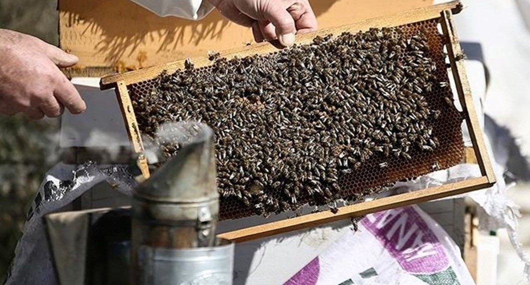 Bolu’da bir kişi arı sokması sonucu öldü