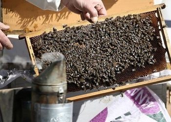 Bolu’da bir kişi arı sokması sonucu öldü