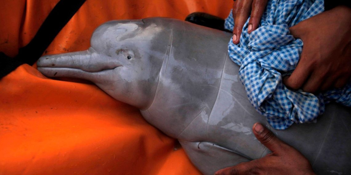 Brezilya Amazonlarında son bir haftada 100’den fazla meyyit yunus bulundu