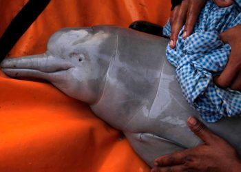 Brezilya Amazonlarında son bir haftada 100’den fazla meyyit yunus bulundu