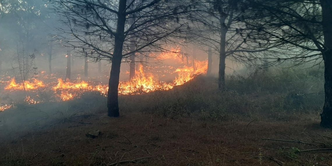 Çanakkale’de orman yangını