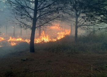 Çanakkale’de orman yangını
