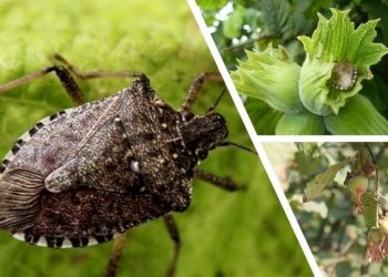 Çiftçiye kahverengi kokarca böceği uyarısı